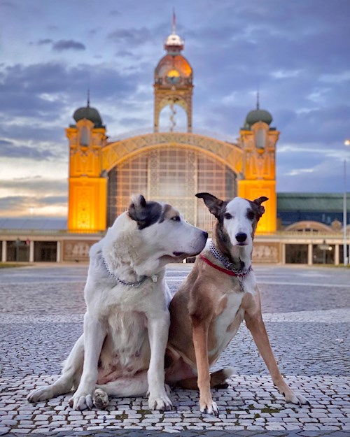 Daryna- petsitter Prague or Pet nanny for dogs 