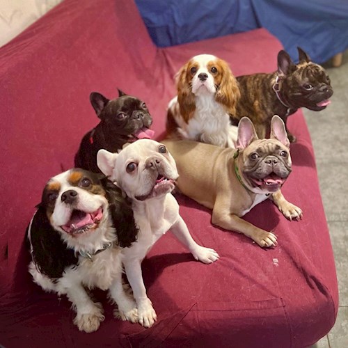 Daryna- petsitter Prague nebo Páníček pro psi
