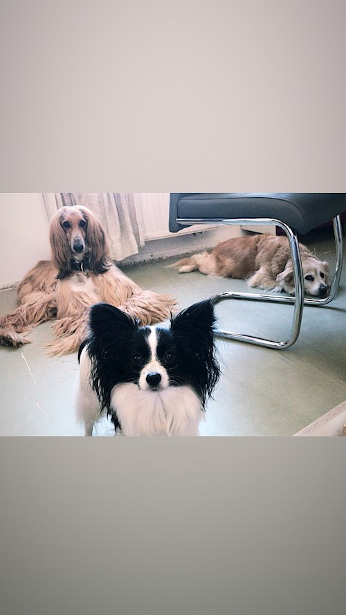 Laura- petsitter Ostrava nebo Páníček pro psi kočky