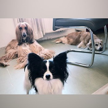 thumbnail petsitter Ostrava nebo páníček pro psi kočky