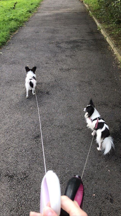 Laura- petsitter Ostrava nebo Páníček pro psi kočky