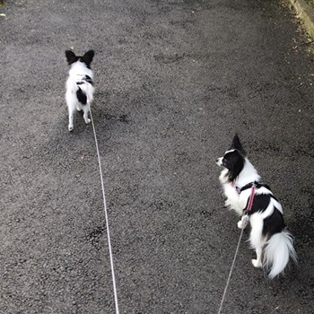 thumbnail petsitter Ostrava nebo páníček pro psi kočky