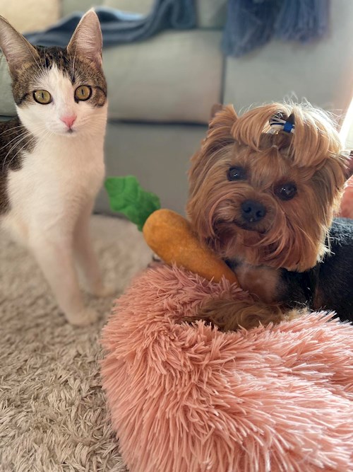 Anna- petsitter Prague nebo Páníček pro psi kočky