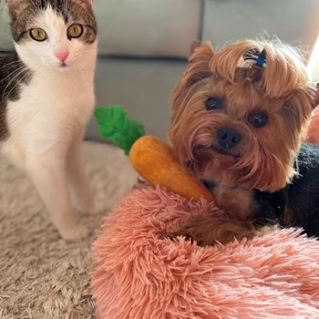 thumbnail petsitter Prague nebo páníček pro psi kočky