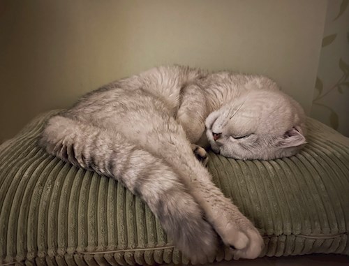 Anna- petsitter Prague nebo Páníček pro psi kočky