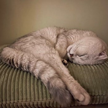 thumbnail petsitter Prague nebo páníček pro psi kočky