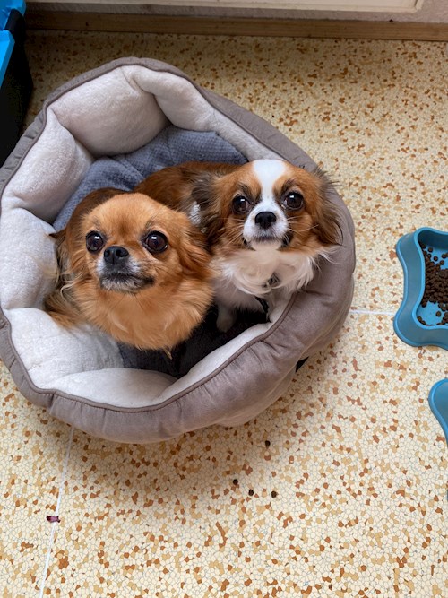 Bára- petsitter Průhonice nebo Páníček pro psi kočky