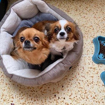 thumbnail petsitter Průhonice nebo páníček pro psi kočky