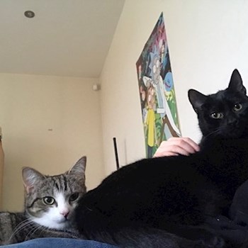 thumbnail petsitter Praha nebo páníček pro psi kočky