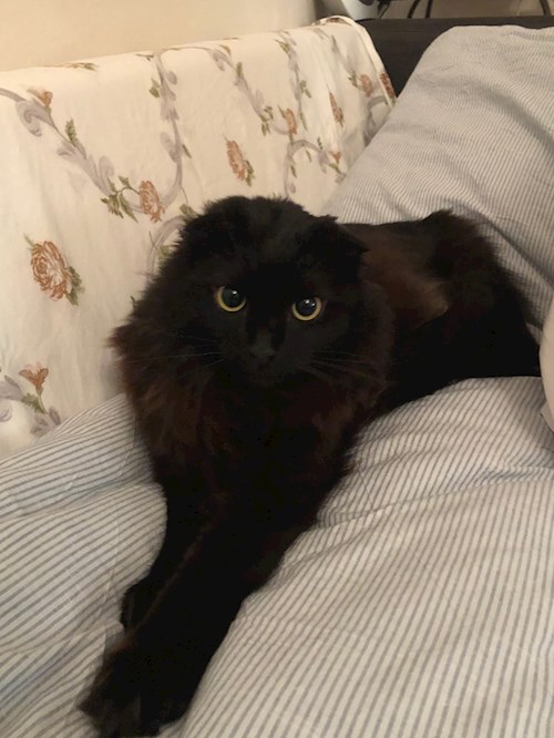 Olena- petsitter Plzen nebo Páníček pro psi kočky