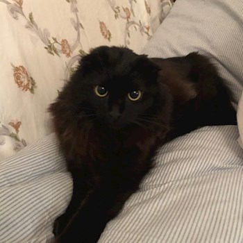 thumbnail petsitter Plzen nebo páníček pro psi kočky