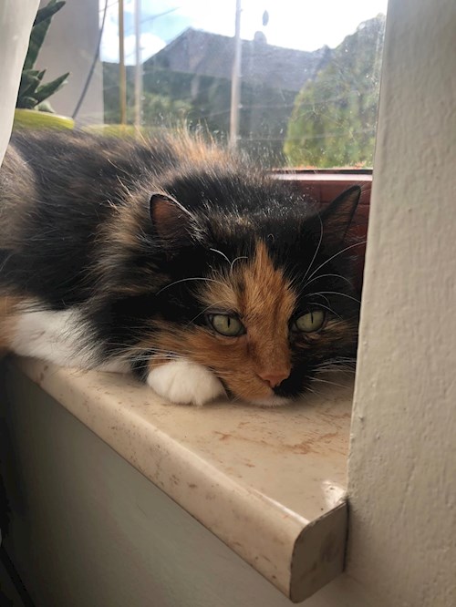 Olena- petsitter Plzen nebo Páníček pro psi kočky