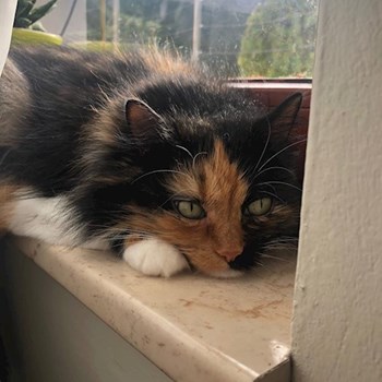 thumbnail petsitter Plzen nebo páníček pro psi kočky