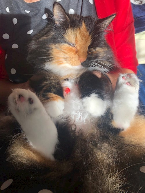 Olena- petsitter Plzen nebo Páníček pro psi kočky