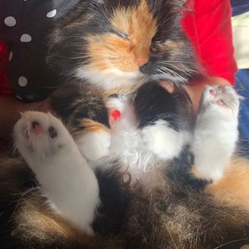 thumbnail petsitter Plzen nebo páníček pro psi kočky