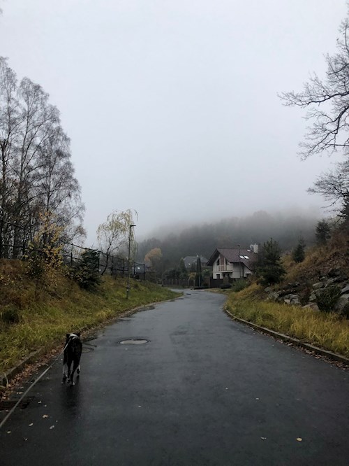 Olena- petsitter Plzen nebo Páníček pro psi kočky