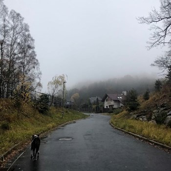 thumbnail petsitter Plzen nebo páníček pro psi kočky