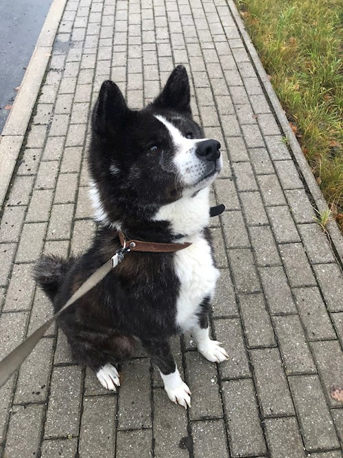 Olena- petsitter Plzen nebo Páníček pro psi kočky