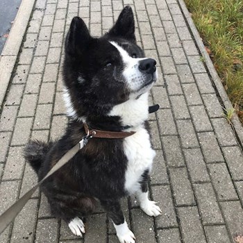 thumbnail petsitter Plzen nebo páníček pro psi kočky