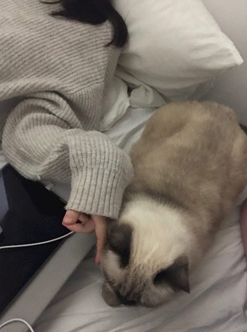 Olena- petsitter Plzen nebo Páníček pro psi kočky