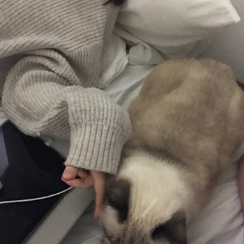 thumbnail petsitter Plzen nebo páníček pro psi kočky