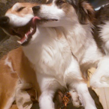  thumbnail petsitter Praha or pet nanny for dogs cats 