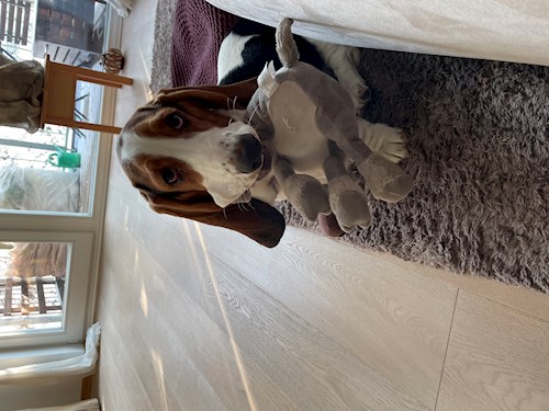 Andrea- petsitter Praha nebo Páníček pro psi