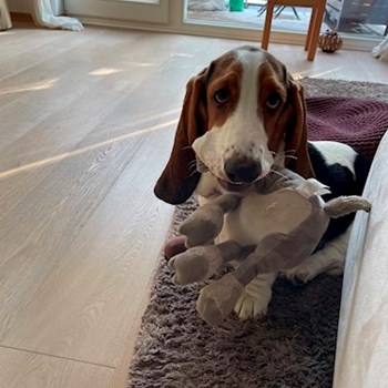 thumbnail petsitter Praha nebo páníček pro psi