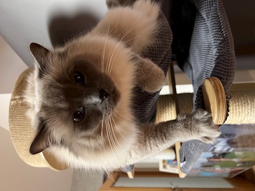 Gustavo- petsitter Prague 7 nebo Páníček pro psi kočky