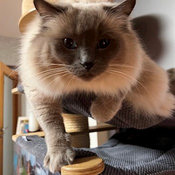 thumbnail petsitter Prague 7 nebo páníček pro psi kočky