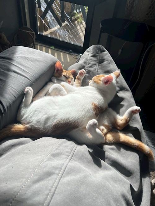 Gustavo- petsitter Prague 7 nebo Páníček pro psi kočky