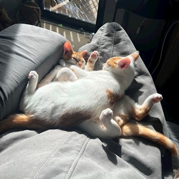 thumbnail petsitter Prague 7 nebo páníček pro psi kočky