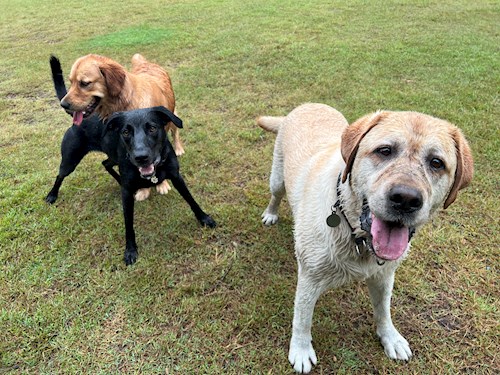 Gustavo- petsitter Prague 7 nebo Páníček pro psi kočky