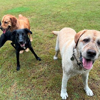 thumbnail petsitter Prague 7 nebo páníček pro psi kočky