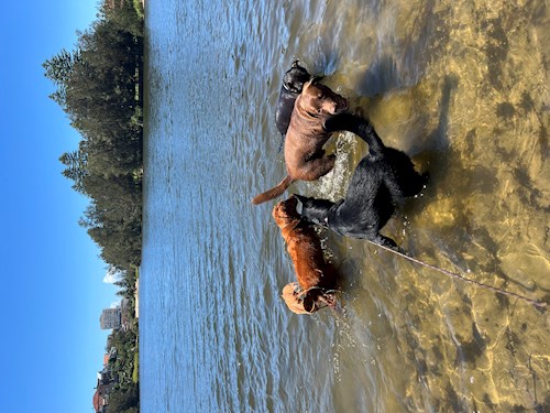 Gustavo- petsitter Prague 7 nebo Páníček pro psi kočky