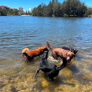 thumbnail petsitter Prague 7 nebo páníček pro psi kočky