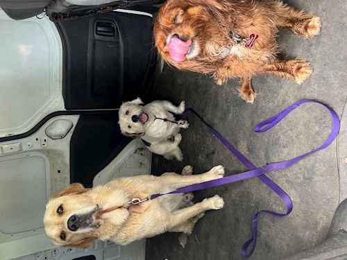 Gustavo- petsitter Prague 7 nebo Páníček pro psi kočky