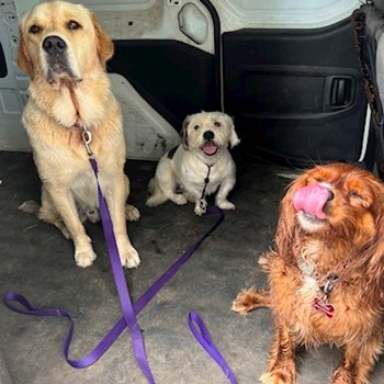 thumbnail petsitter Prague 7 nebo páníček pro psi kočky