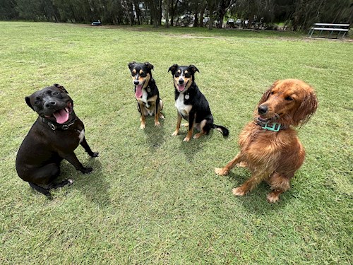 Gustavo- petsitter Prague 7 nebo Páníček pro psi kočky