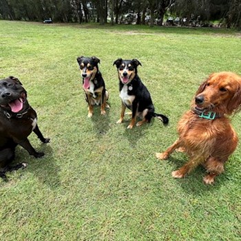 thumbnail petsitter Prague 7 nebo páníček pro psi kočky