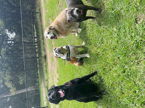 Gustavo- petsitter Prague 7 nebo Páníček pro psi kočky