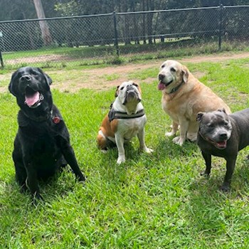 thumbnail petsitter Prague 7 nebo páníček pro psi kočky