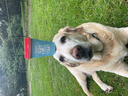 Gustavo- petsitter Prague 7 nebo Páníček pro psi kočky