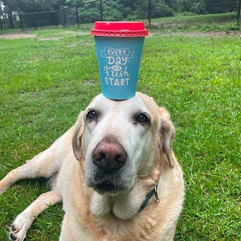 thumbnail petsitter Prague 7 nebo páníček pro psi kočky