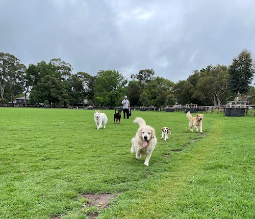 Gustavo- petsitter Prague 7 nebo Páníček pro psi kočky
