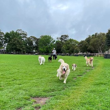 thumbnail petsitter Prague 7 nebo páníček pro psi kočky