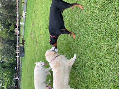 Gustavo- petsitter Prague 7 nebo Páníček pro psi kočky