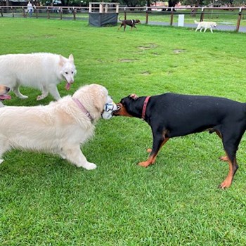 thumbnail petsitter Prague 7 nebo páníček pro psi kočky