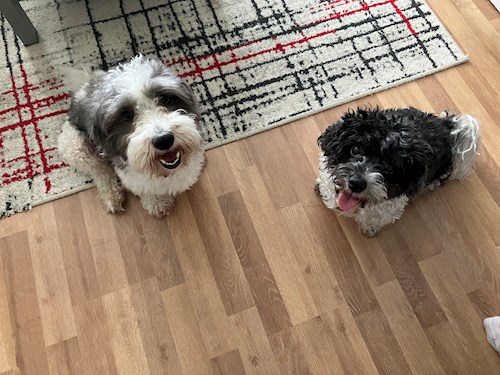 Andrea- petsitter Brno nebo Páníček pro psi