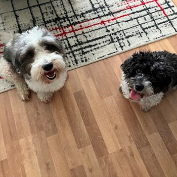 thumbnail petsitter Brno nebo páníček pro psi